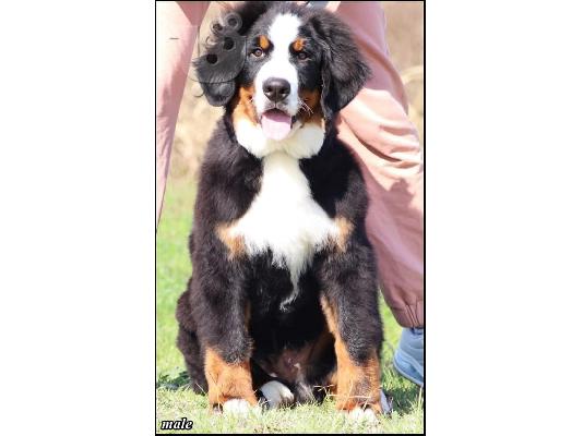 Ορεινός σκύλος Bernese